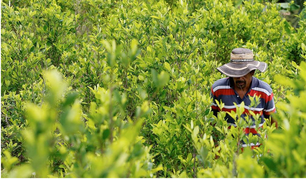 Colombia y Bolivia buscan despenalizar